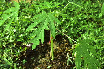 Young Carica papaya trees (Papaya), herbaceous plant