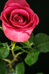 Red rose flower with dew in black background.