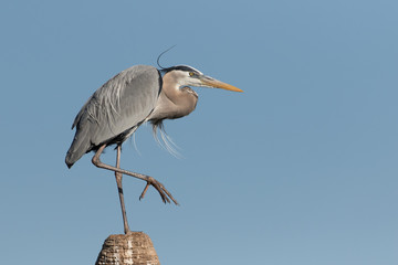 Great Blue Heron scratching on top of dead palm tree