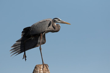 Great Blue Heron scratching on top of dead palm tree