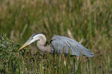 Great Blue Heron Nest building at Viera Wetlands in Florida