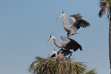 Great Blue Heron Nest building at Viera Wetlands in Florida