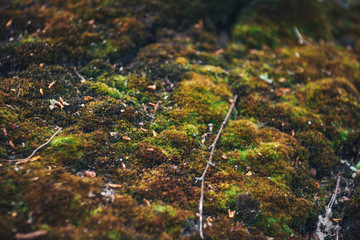 Background of an old tree covered with green and brown moss