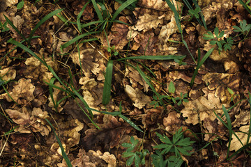 Background with Last year's brown leaves and  young green plants grow among them