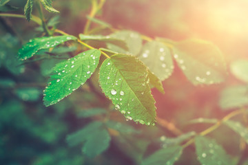 Green leaves on branch with drops of dew on abstract floral green background 