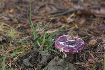Mushroom