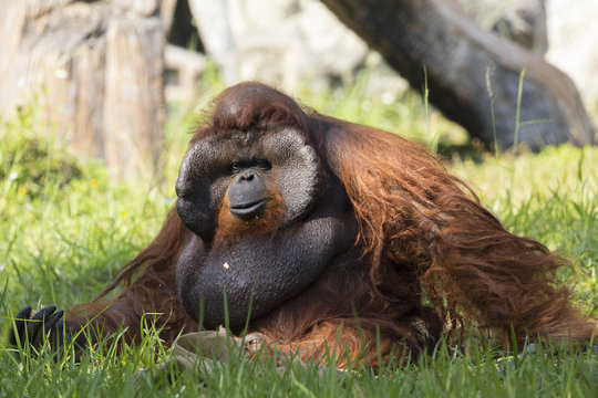 Image of a big male orangutan orange monkey on the grass. Wild Animals.