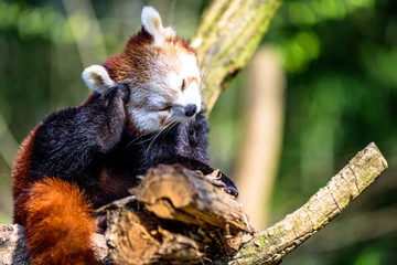 Obraz premium Little Panda scratching his head