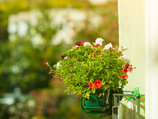 Fototapeta na wymiar Decorative balcony flowers in pots with hanger