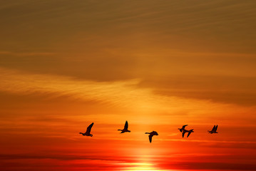 Birds flying at sunrise or sunrise