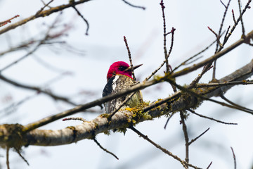 Red Headed Flicker
