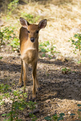 Image of a fawn on nature background. wild animals. Deer