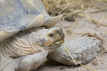 Image of a turtle on the ground. (Geochelone sulcata) Reptile.