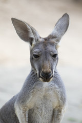 Naklejka na ściany i meble Image of a kangaroo on nature background. Wild Animals.