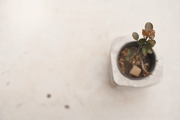 Domestic cactus  plant on white background.Summer flower decoration hipster lifestyle.