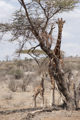 Kenya, Africa