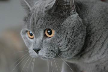 The British Shorthair blue cat.