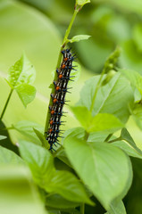 Autumn Leaf Caterpillar