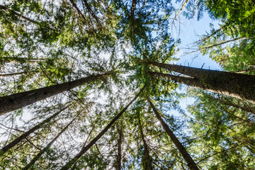 Tree tops are illuminated by the spring sun against sky