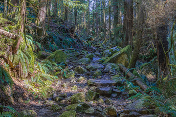 Trail through tall trees in a wet forest Cypress Falls Park British Columbia Canada