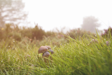 Obraz premium Mushroom