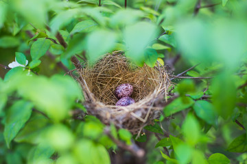 Fototapeta premium Birds nest bird eggs on the tree