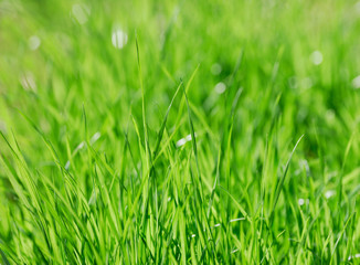 close up on green grass