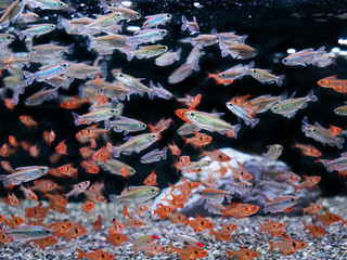 熱帯魚　コンゴーテトラトレッドファントム