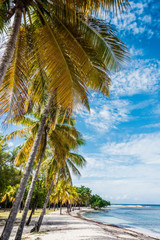caribbean sea and palms