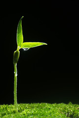 seedling with water droplet