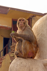 Langur Monkey in the City
