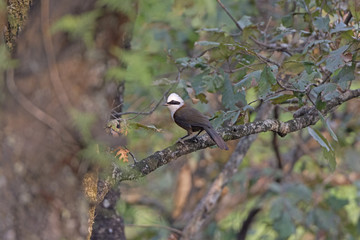 White Crested Laughing Thrush in a Tree