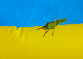 Green locust on the edge of the children's pool.