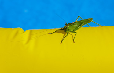 Green locust on the edge of the children's pool.