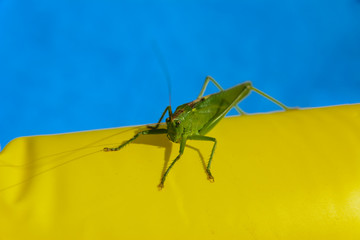 Green locust on the edge of the children's pool.