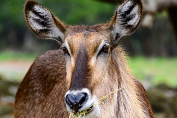 Waterbuck (Kobus ellipsiprymnus)  Close-up of face with grassland background.