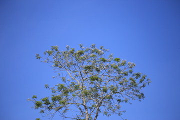 FLOWER on blue sky