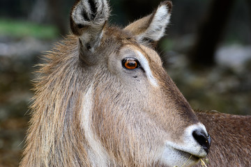 Waterbuck (Kobus ellipsiprymnus)  Close-up of face with grassland background.