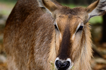 Waterbuck (Kobus ellipsiprymnus)  Close-up of face with grassland background.