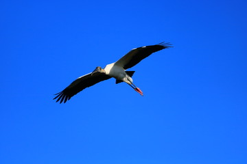 Fototapeta premium Wood Stork