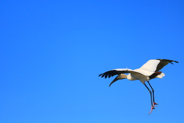 Fototapeta na wymiar Wood Stork