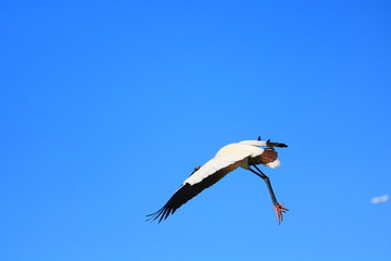 Wood Stork