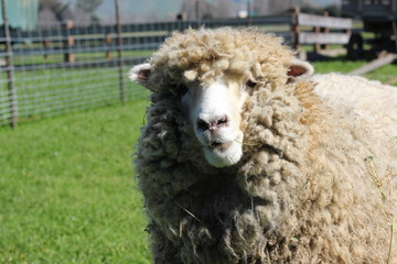 Close up of sheep looking at camera