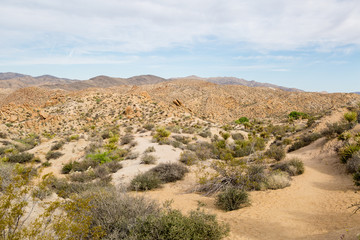 Joshua Tree