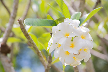 White plumeria on tree