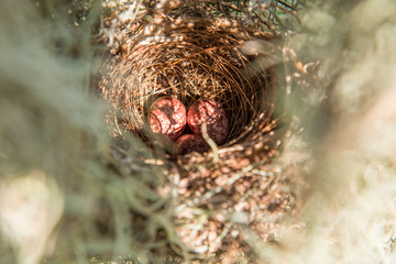 Eggs in nest morning light