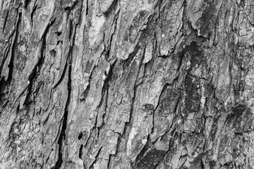 Texture of old tree bark . Natural background