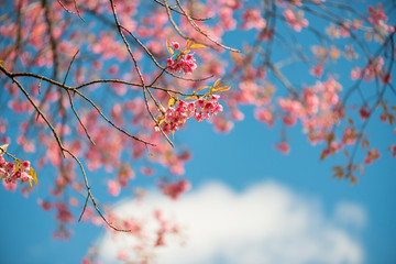Wild Himalayan Cherry with blue sky and cloud background