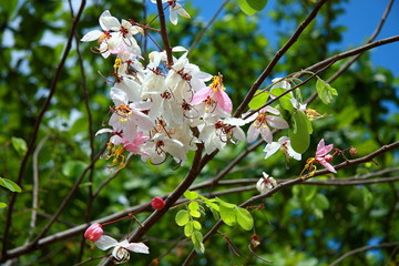 Thailand Flower tree forest