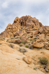 Joshua Tree